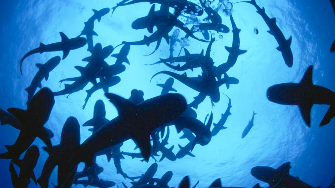 The Blue Planet SS1
