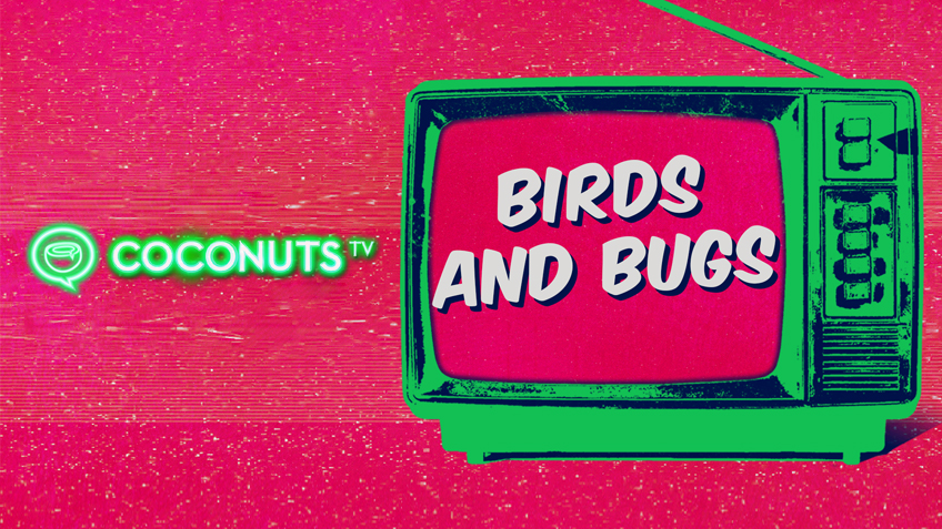 Coconuts TV