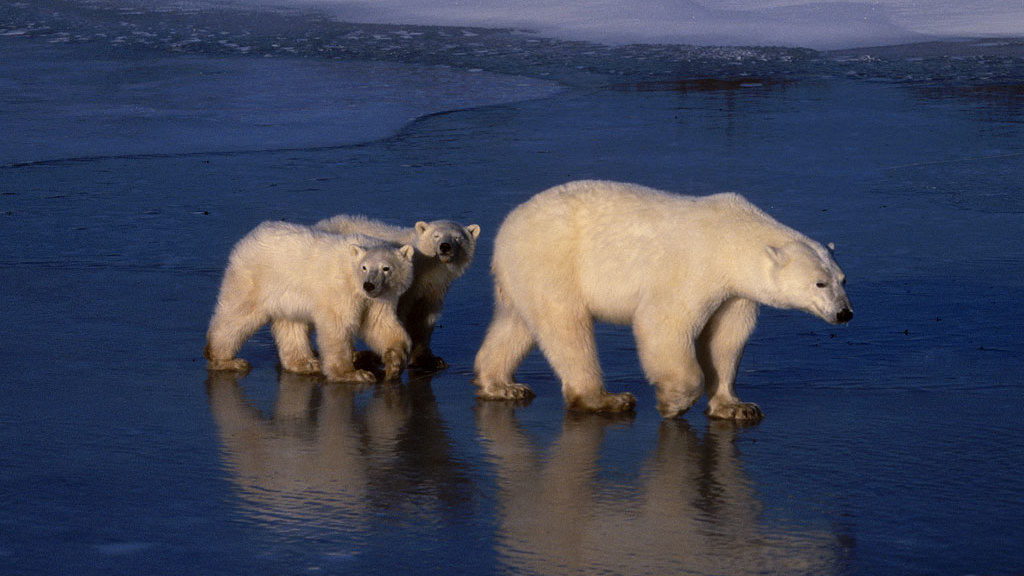 Planet Earth Season 2