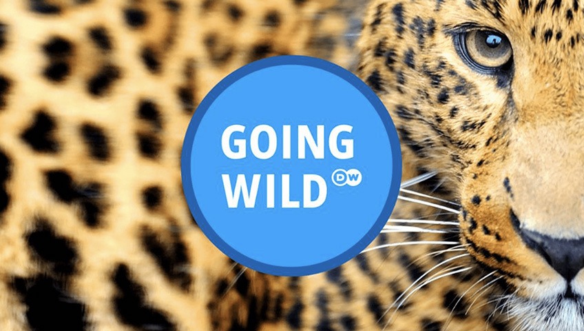 Going Wild